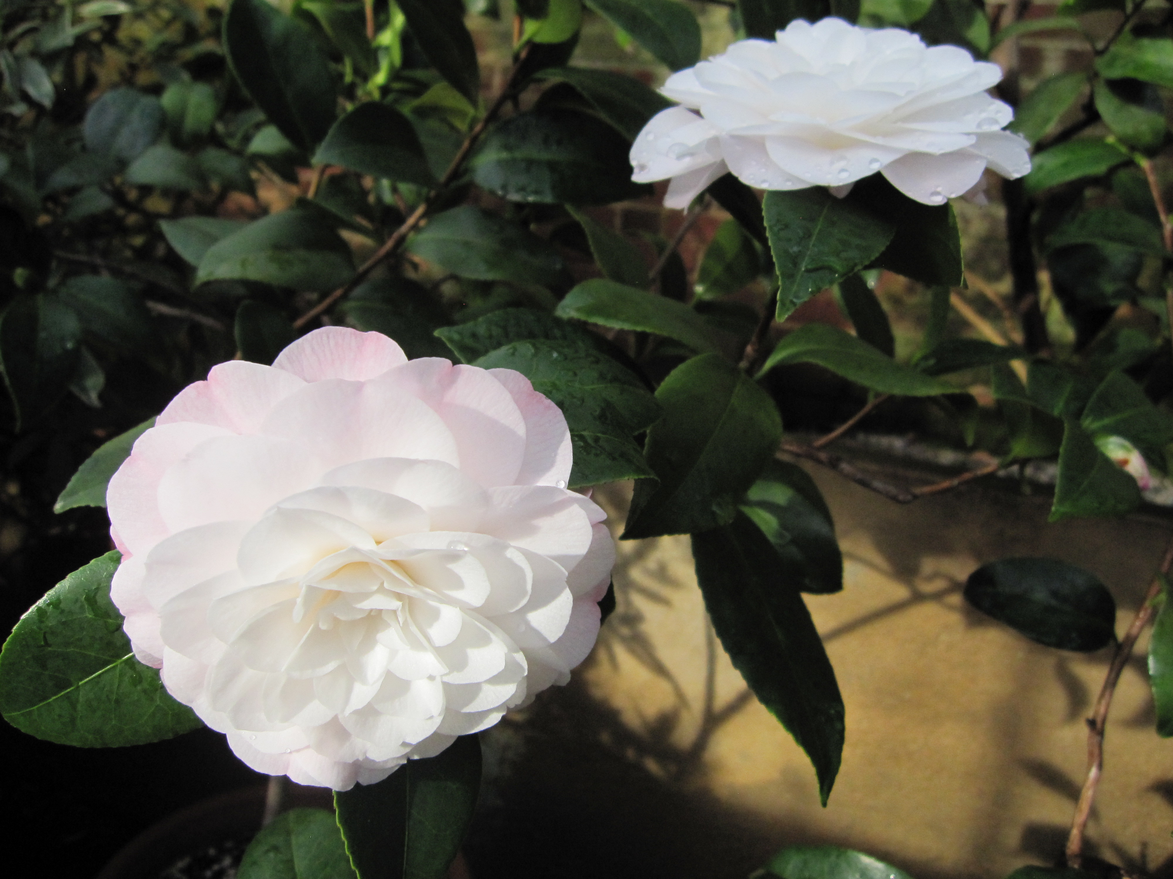 MBovet-white camellia at Lyman Estate